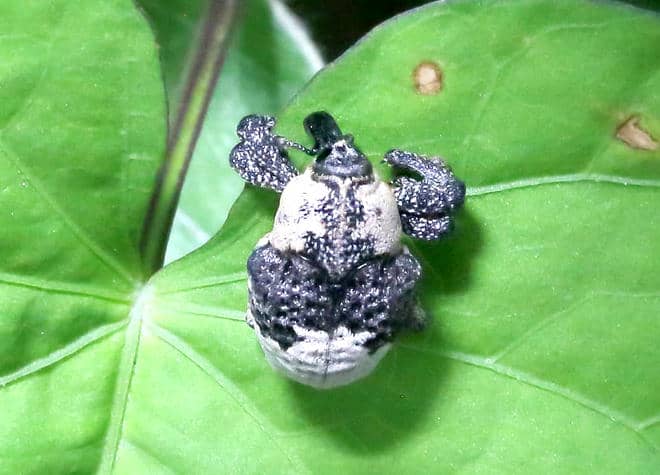 昆虫図鑑・オジロアシナガゾウムシ